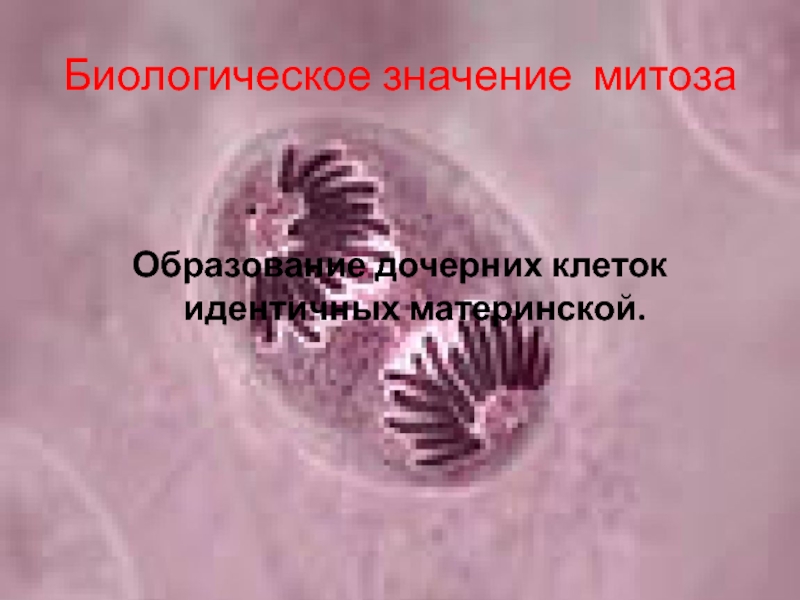 Образуется две идентичные клетки. Образование дочерних клеток. Образование клеток идентичных материнской. Образуются дочерние клетки идентичные материнской. Материнская звезда в митозе.