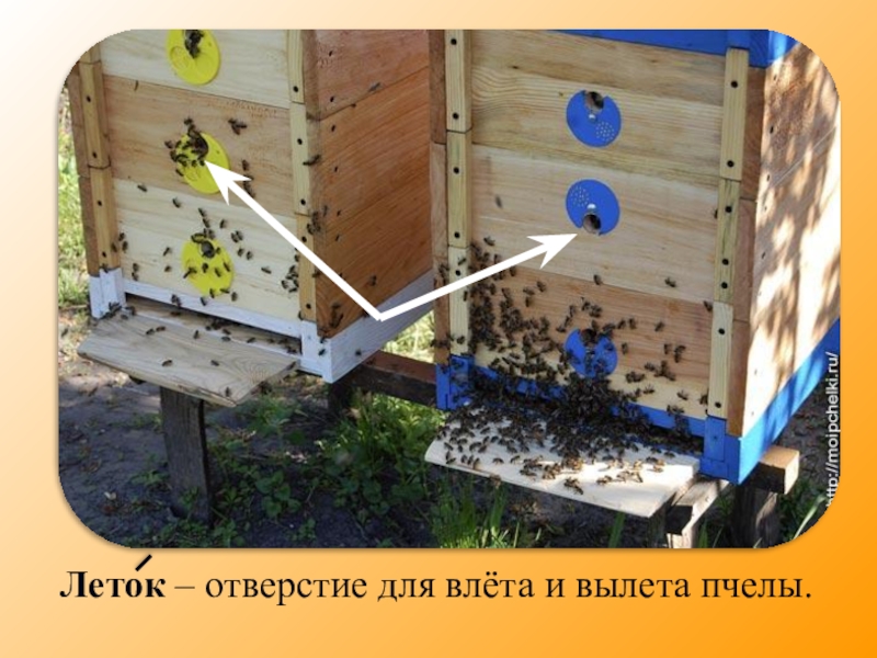 Летка это. Леток для пчел. Летки для ульев. Улей для пчел. Леток в улье.