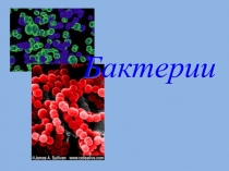 Презентация по биологии на тему Бактерии ( 6 класс)
