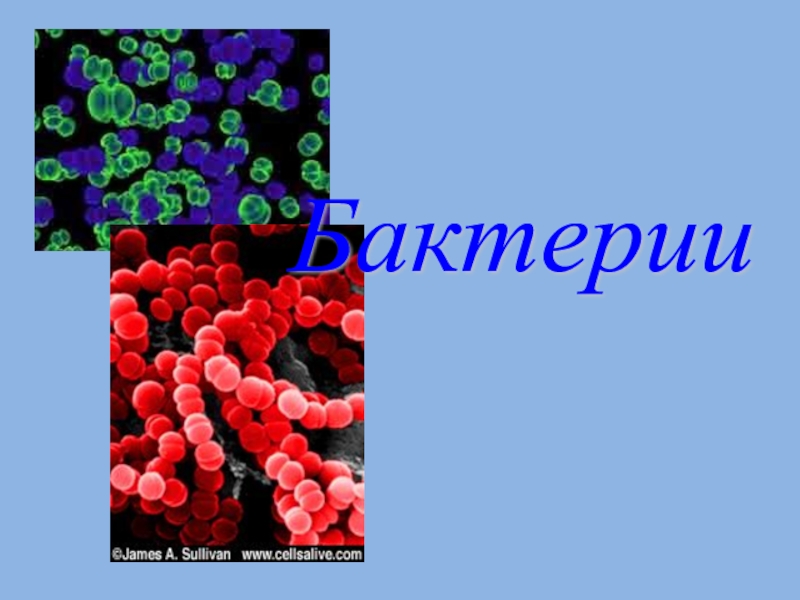 Реферат по биологии. Бактерии 6 класс. Презентация на тему бактерии 6 класс по биологии. Бактерии тема по биологии 6 класс. Викторина на тему бактерии.