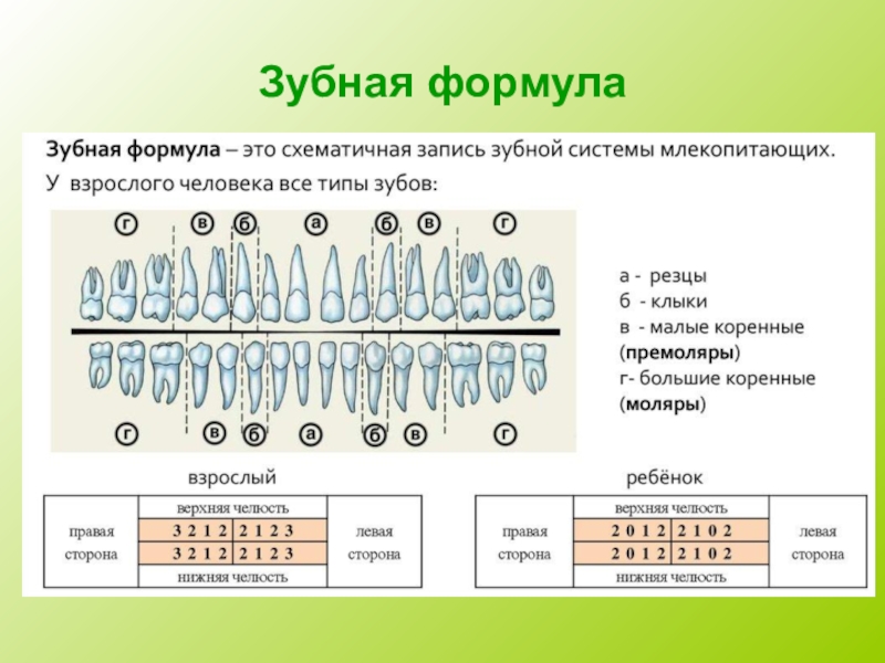 Презентация по стоматологии на английском