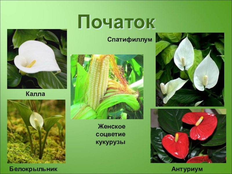 Растения с початком. Белокрыльник спатифиллум. Белокрыльник початок. Соцветие початок спатифиллума. Спатифиллум Калла.