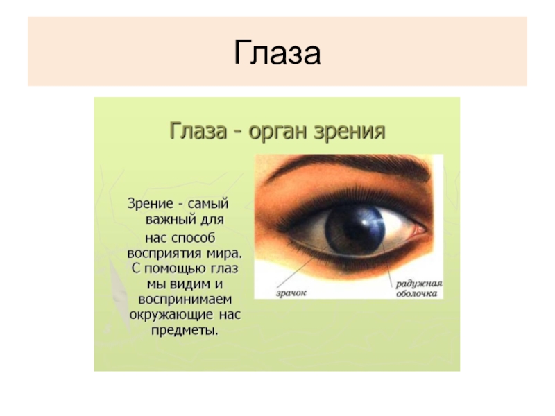 Чувствовать глазами. Презентация на тему орган чувств глаз. Глаза важнейший орган. Глаза самый важный орган. Орган чувств глаза интересные факты.