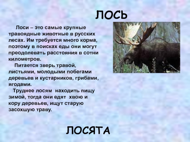 Описание лося. Рассказ про лося. Лось презентация 2 класс. Текст про лося. Предложение про лося.