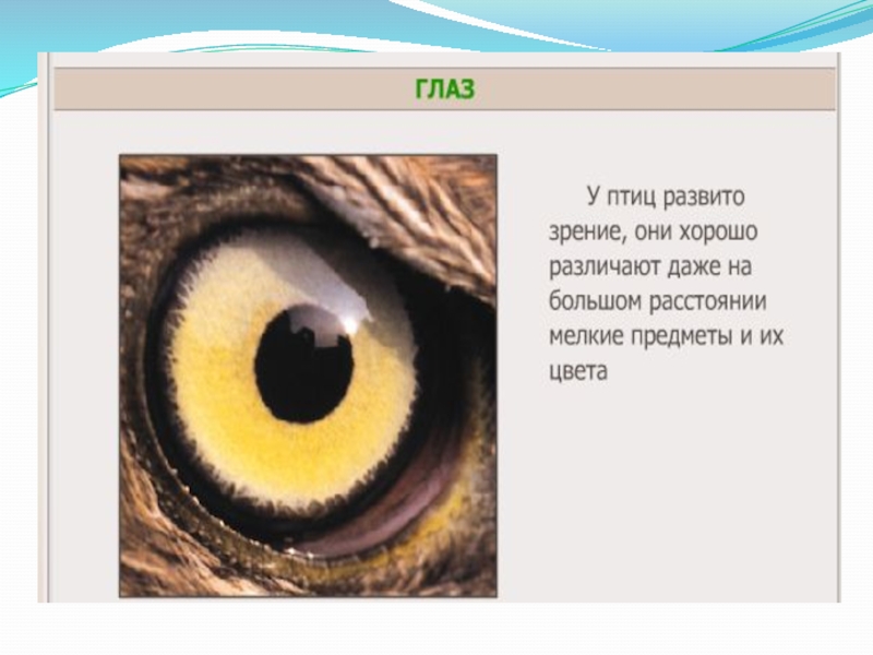 Глаза у птиц особенности