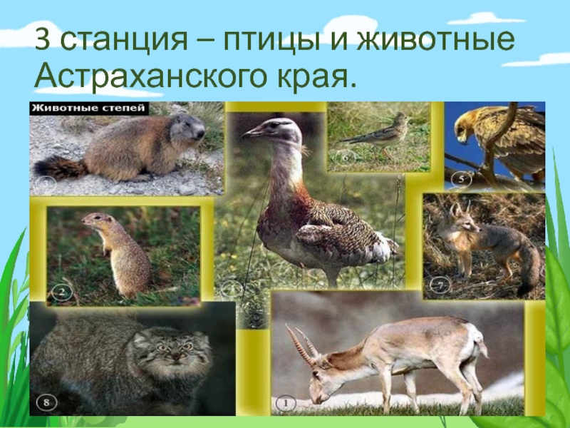 3 станция – птицы и животные Астраханского края.