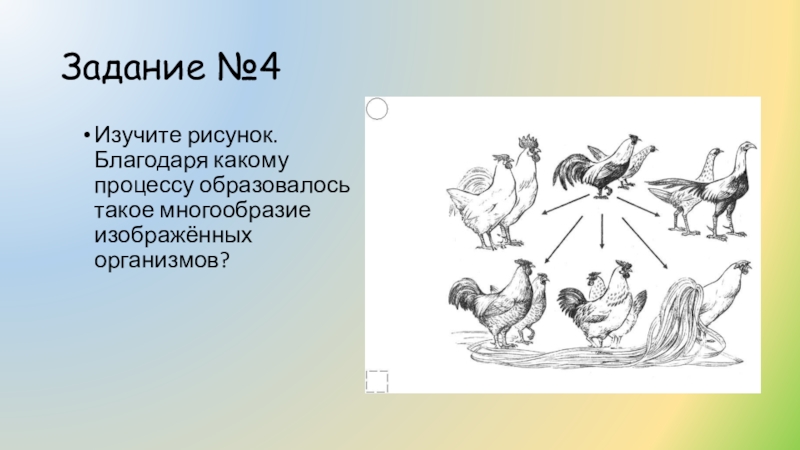 Изучите рисунок благодаря какому процессу образовалось такое многообразие изображенных организмов