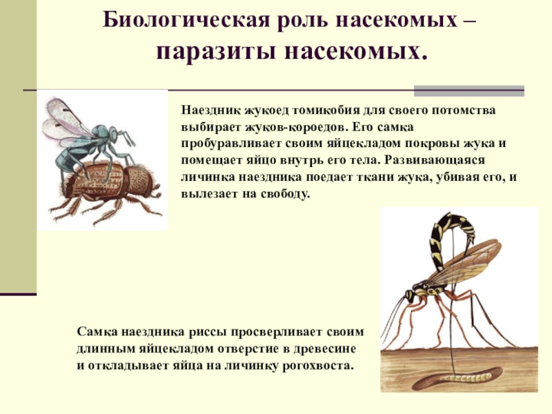 Определить насекомое