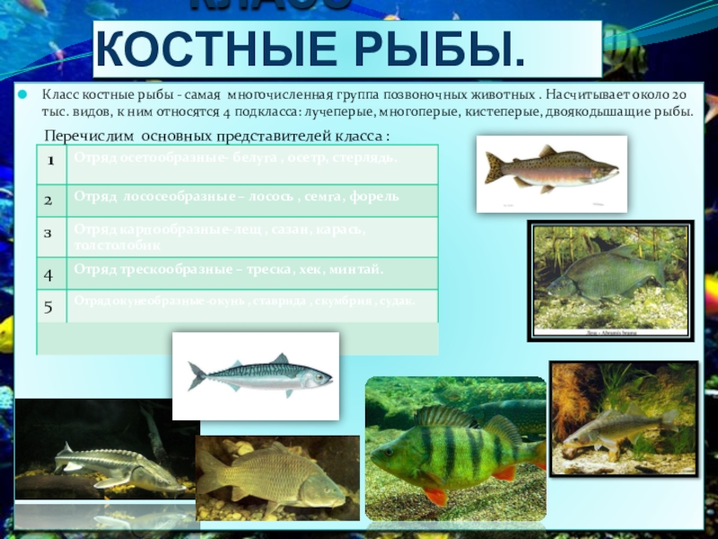 Какие рыбы относятся к классу костные