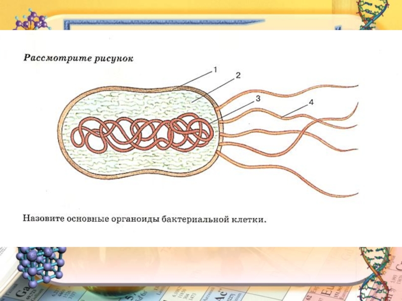 Бактерия рисунок 5 класс биология