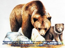 Дикие животные наших лесов