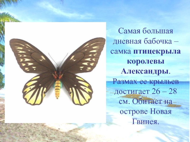 Самая большая дневная бабочка – самка птицекрыла королевы Александры. Размах ее крыльев достигает 26 – 28 см.