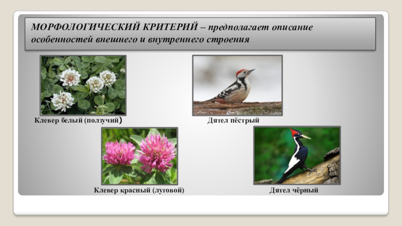 Вид примеры. Морфологический критерий вида. Морфологический критерий примеры. Морфологический критерий вида примеры. Морфологический критерий вида растений.