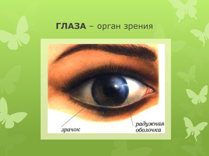 Глаза это орган чувств. Глаза орган зрения. Органы чувств глаза. Изо 4 класс глаза. Глаз как орган ощущения.