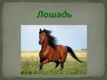 Презентация по биологии на тему Лошадь (9 класс)