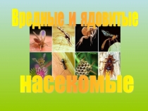 Презентация по ОБЖ 6 класс на тему: Вредные насекомые