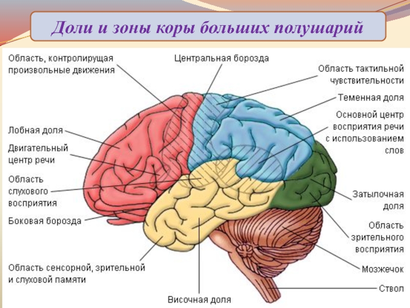 Картинка головного мозга человека с подписями