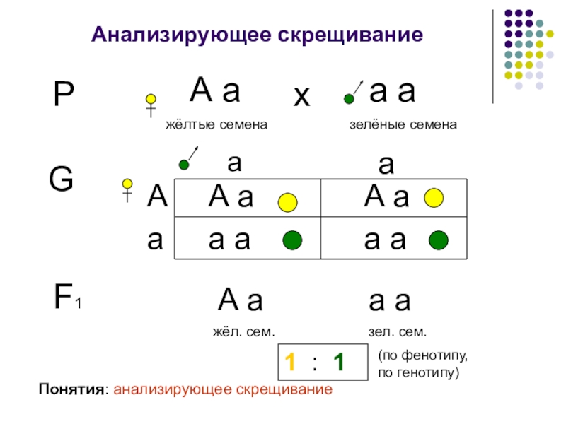 Презентация законы менделя 10 класс биология