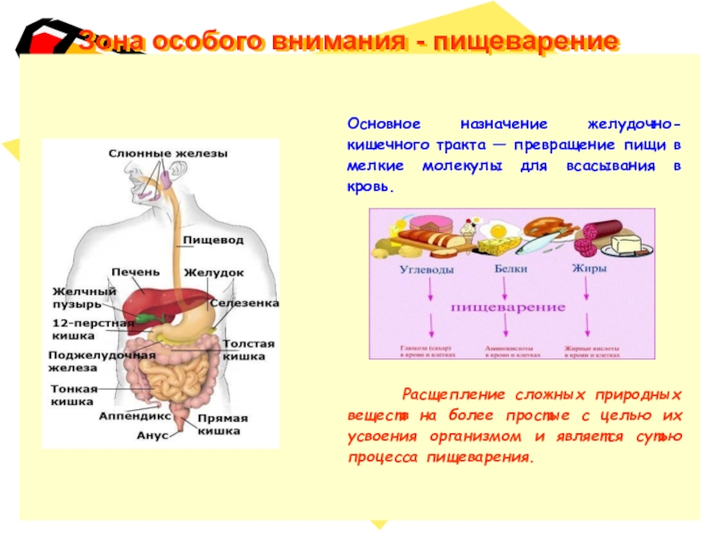 Описание процессов пищеварения