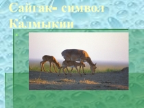 Презентация  Сайгак-символ Калмыкии