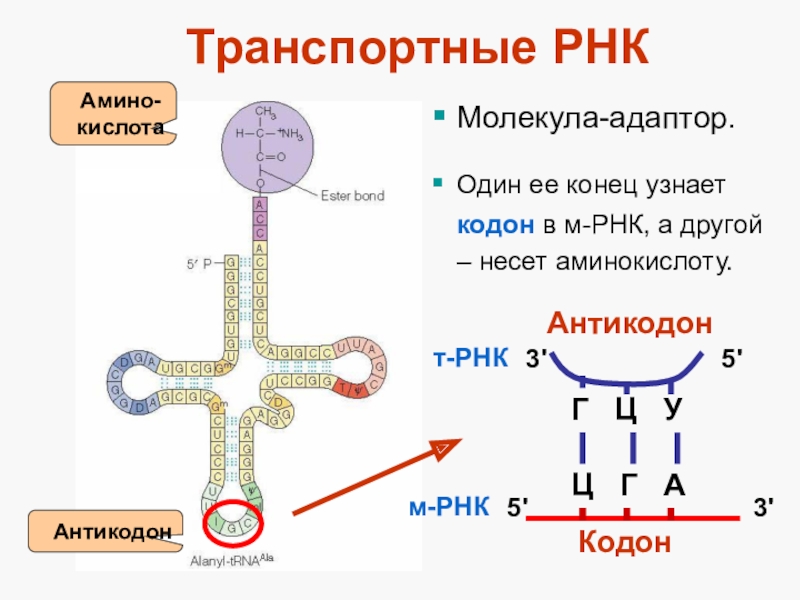 Функция молекул рнк. Строение ТРНК трансляция. Молекула ИРНК функции. Структура МРНК ТРНК рибосом. Функция антикодона ТРНК.