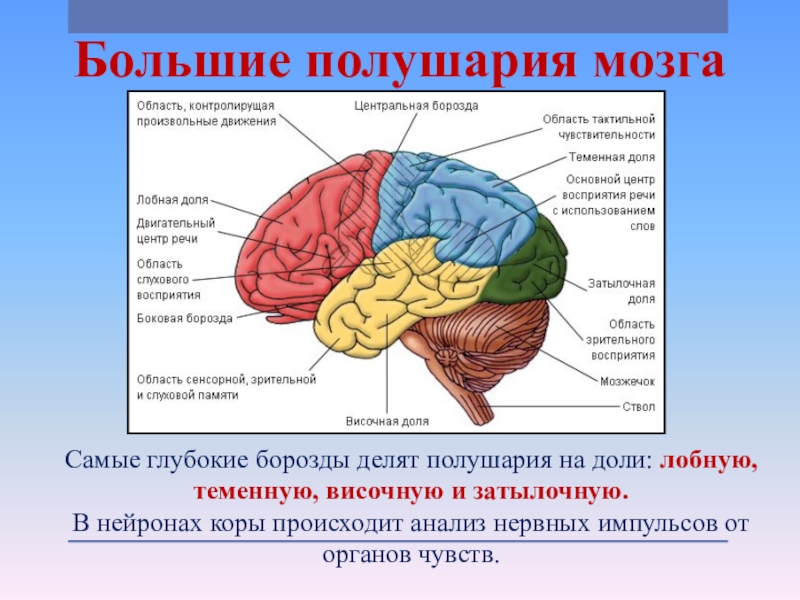 Функции переднего мозга презентация 8 класс