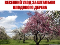 Презнтация к уроку по сельскохозяйственному труду ВЕСЕННИЙ УХОД ЗА ШТАМБОМ ПЛОДОВОГО ДЕРЕВА