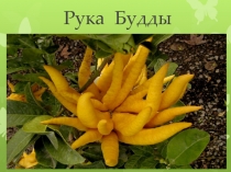 Презентация по окружающему миру Рука Будды