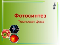 Презентация по биологии на тему Фотосинтез. Темновая фаза