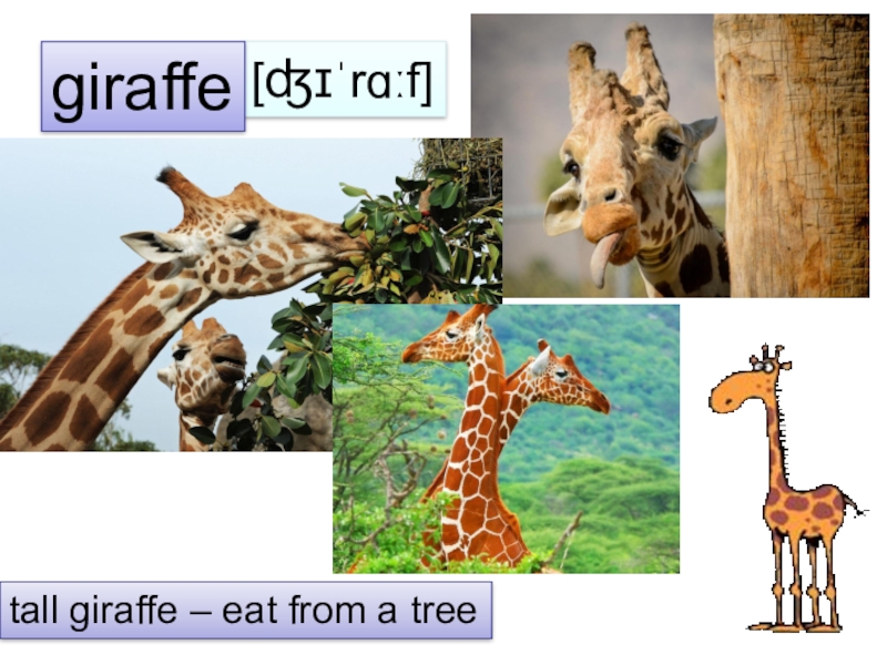 Eat from trees