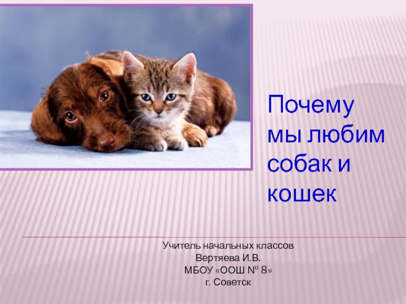 Про кошек и собак окружающий. Почему мы любим кошек и собак. Мы любим кошек. Кошки и собаки для презентации. Проект про кошек и собак.