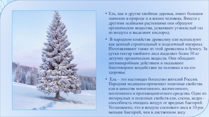 Значение ели. Значение ели в природе. Ель значение в природе и жизни человека. Значение ели в природе и жизни человека. Роль ели в природе.