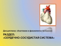 Компьютерная мультимедийная презентация к учебному занятию Вены большого круга кровообращения