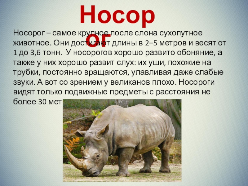 Сколько носорогов родилось в 2002 году. Носорог доклад. Сообщение о носороге. Рассказ про носорога. Расскажи кратко о носороге.
