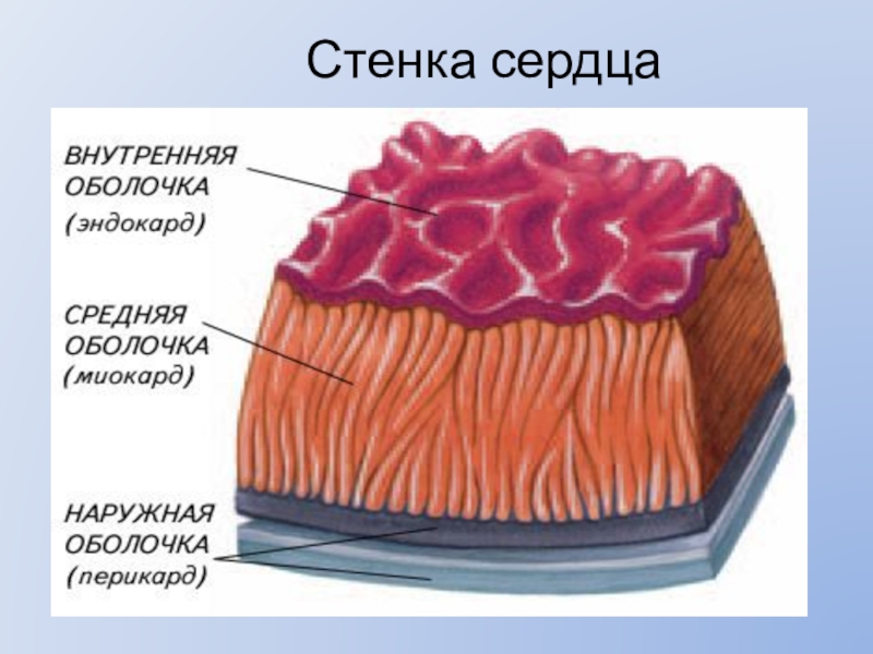 Наружный слой стенки сердца