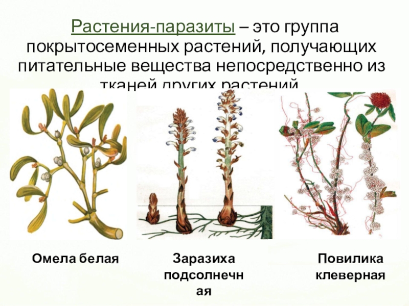Распределите предложенные растения по группам растения паразиты. Заразиха растение паразит. Повилика, заразиха гаустории. Повилика заразиха омела. Повилика и заразиха растения паразиты.
