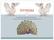 Презентация Птицы 8 класс