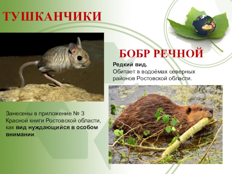 Красная книга ростовской области животные и растения фото и описание