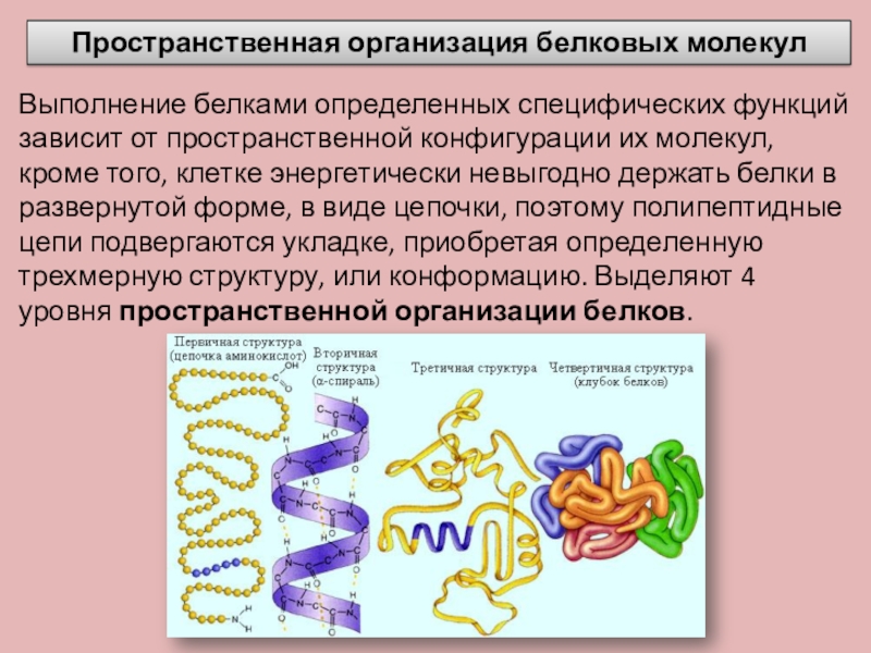 Молекула белка уровни организации белковой молекулы. Белки структуры белковых молекул. Пространственная организация белковых молекул. Структура белковой молекулы. Пространственные структуры белковой молекулы.
