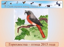 Презентация к уроку по английскому языку Redstart - the bird of the year