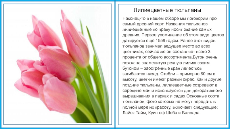 Тюльпан текс. Информация о тюльпане. Доклад про тюльпан. Сообщение о тюльпане. Описание тюльпана.