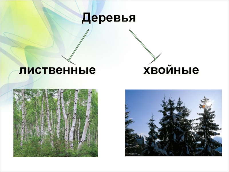 Деревья хвойные и лиственные картинки для детей