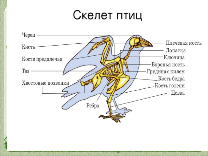 Опорная схема птиц