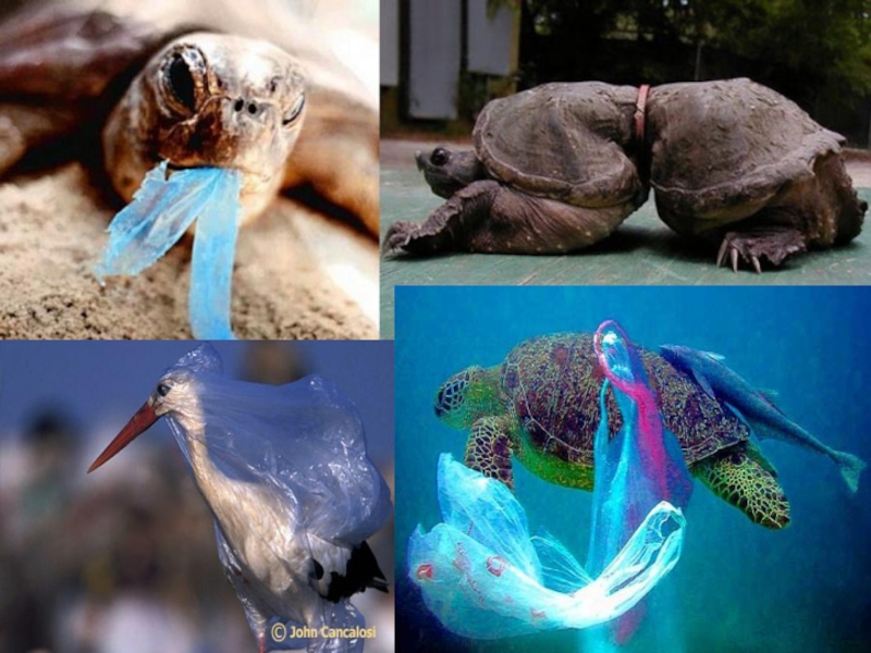 Plastic animals. Морские животные в мусоре.