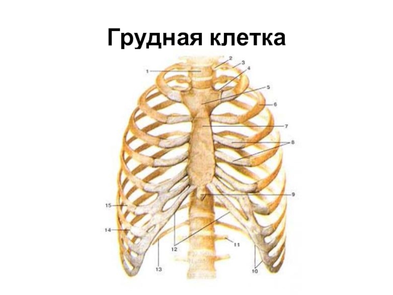 Рисунок грудная клетка человека с подписями