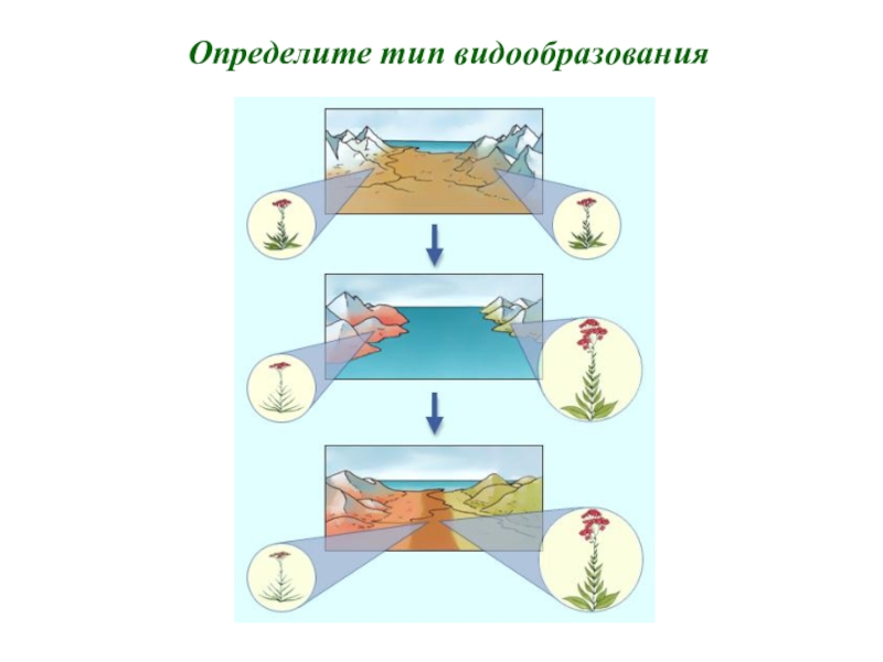 Презентация изоляция биология