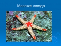 Презентация по русскому языку на тему Безударная е проверяемая ё