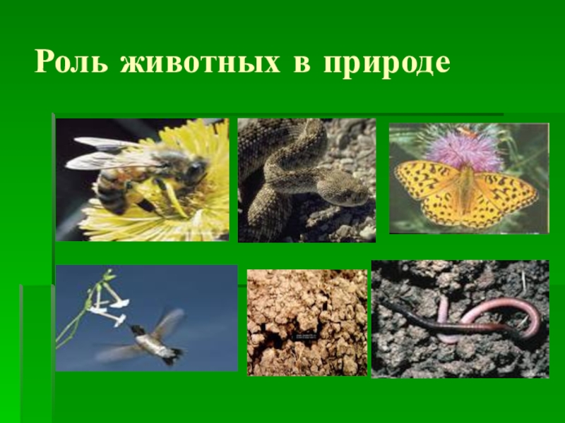 Роль животных в жизни человека. Роль животных в природе. Ролт животных в природе. Роль жтвотногов природе. Значение животных в природе.