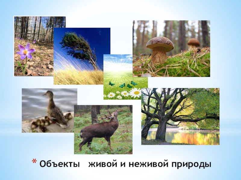 Россия живая неживая природа. Живая и неживая природа. Объекты живой и неживой природы. Живые природные объекты. Предметы живой и неживой природы.