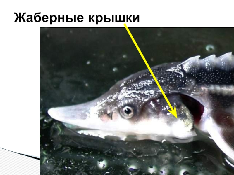 Крышка рыбы. Жаберные крышки. Жаберная крышка у рыб. Осетр жаберная крышка. Костная жаберная крышка.